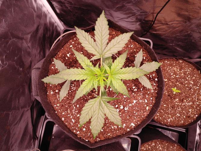 Quick One | Indoor | Grow #4. Week 3 - Plant #1