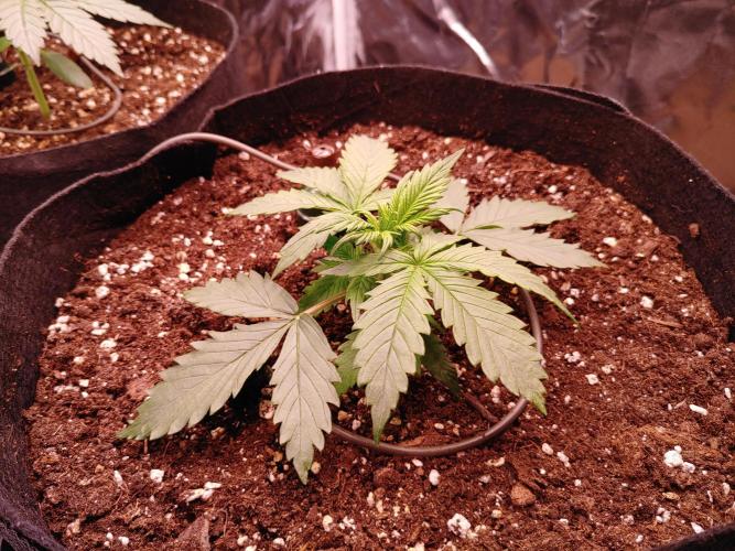 Quick One | Indoor | Grow #4. Week 3 - #2