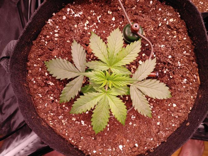 Quick One | Indoor | Grow #4. Week 3 - Plant #2