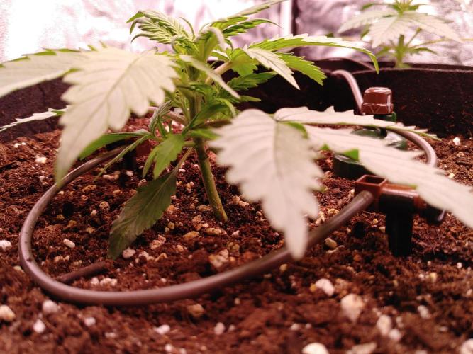 Quick One | Indoor | Grow #4. Week 3 - #2