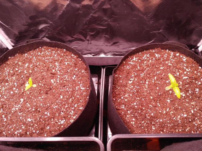 Special Queen #1 | Indoor | Grow #4. Week 1