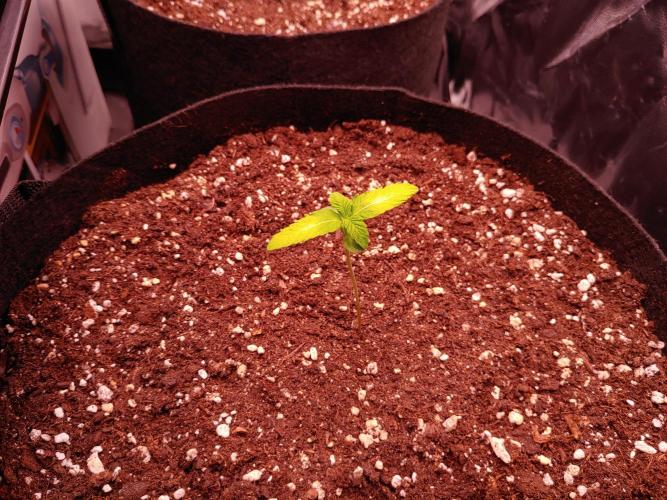 Special Queen #1 | Indoor | Grow #4. Week 1 - Plant #1