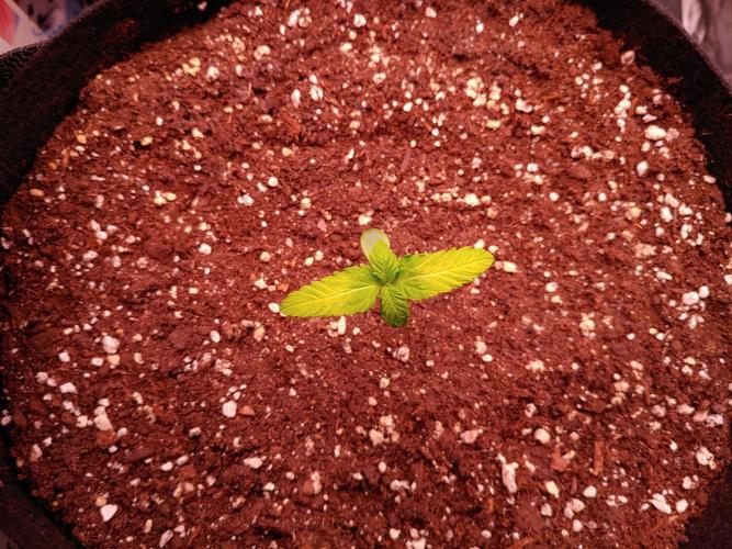 Special Queen #1 | Indoor | Grow #4. Week 1 - #1