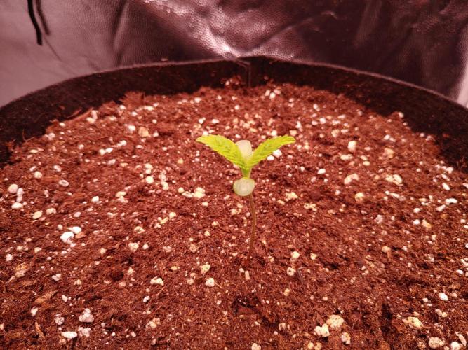 Special Queen #1 | Indoor | Grow #4. Week 1 - Plant #2