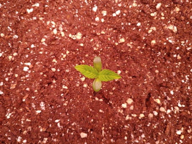 Special Queen #1 | Indoor | Grow #4. Week 1 - #2