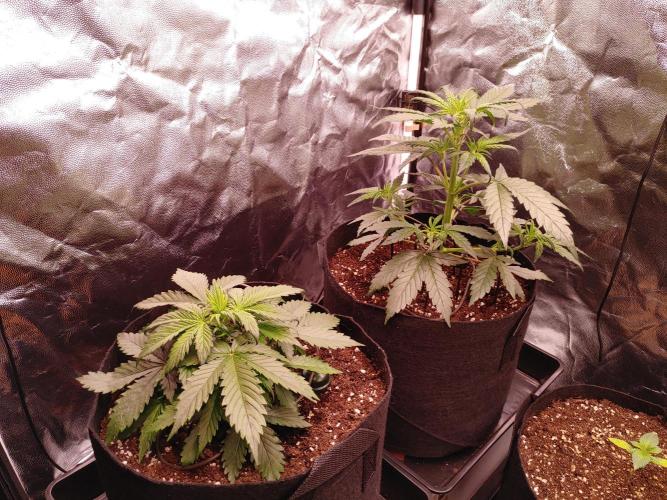 Quick One | Indoor | Grow #4. Week 4 - #1: right, #2: left