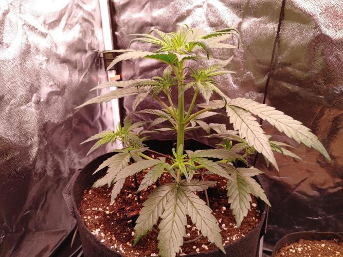 Quick One | Indoor | Grow #4. Week 4 - #1