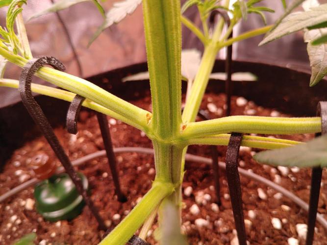 Quick One | Indoor | Grow #4. Week 4 - #1, Split stem