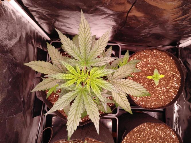 Quick One | Indoor | Grow #4. Week 4 - Plant #1