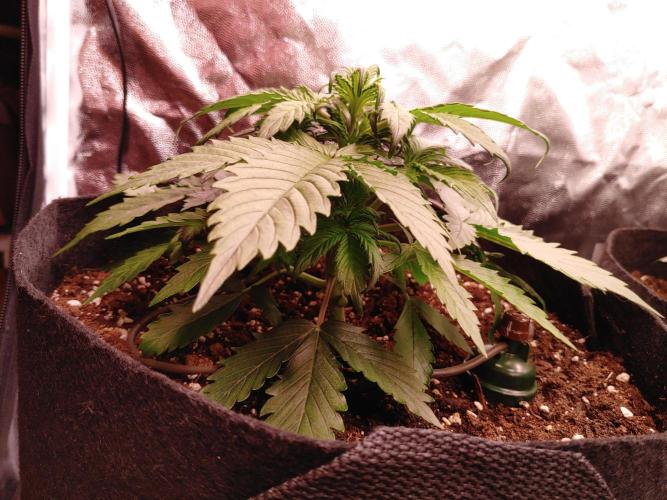 Quick One | Indoor | Grow #4. Week 4 - #2