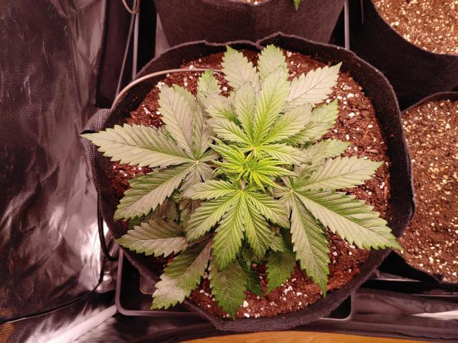 Quick One | Indoor | Grow #4. Week 4 - Plant #2