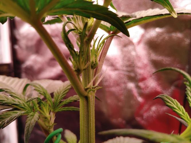 Quick One | Indoor | Grow #4. Week 4 - #1, first pistils