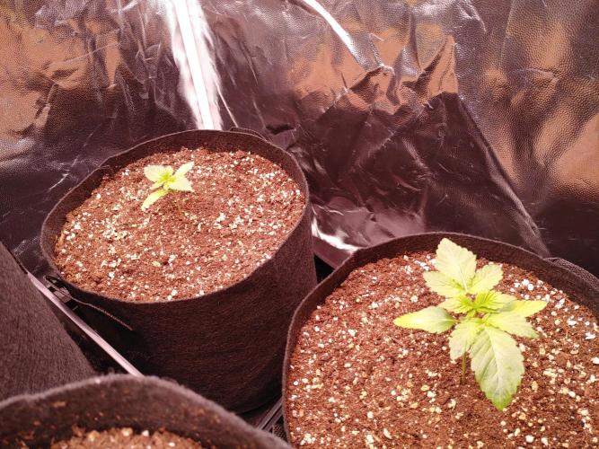 Special Queen #1 | Indoor | Grow #4. Week 2