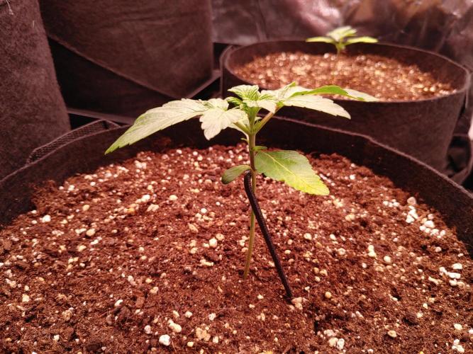 Special Queen #1 | Indoor | Grow #4. Week 2
