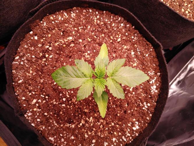 Special Queen #1 | Indoor | Grow #4. Week 2