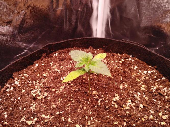 Special Queen #1 | Indoor | Grow #4. Week 2