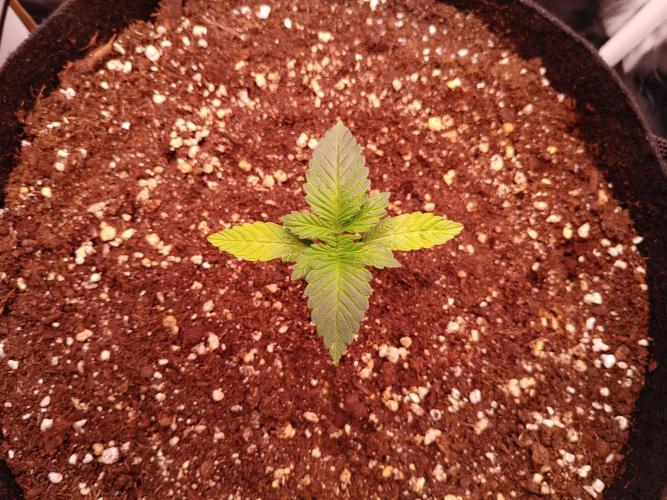 Special Queen #1 | Indoor | Grow #4. Week 2