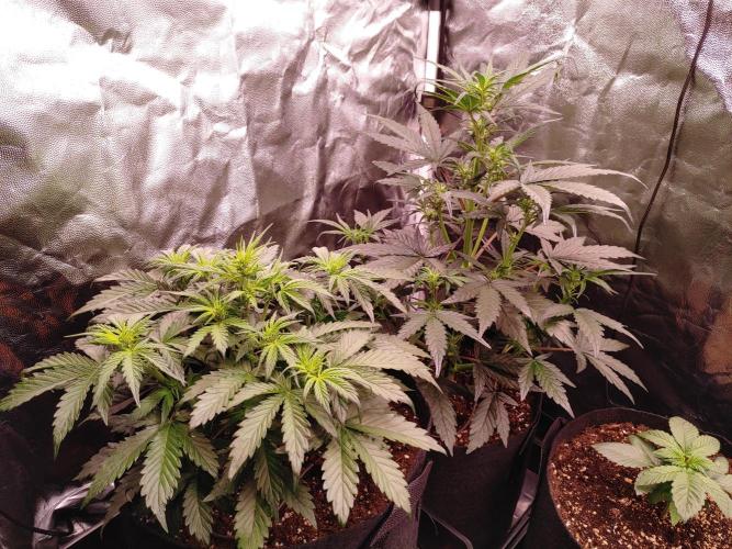 Quick One | Indoor | Grow #4. Week 5