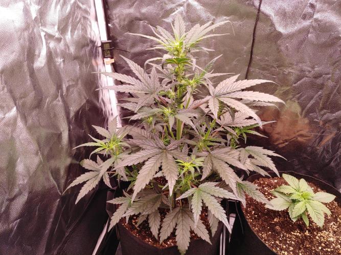 Quick One | Indoor | Grow #4. Week 5 - Plant #1