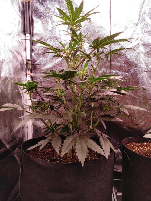 Quick One | Indoor | Grow #4. Week 5 - Plant #1