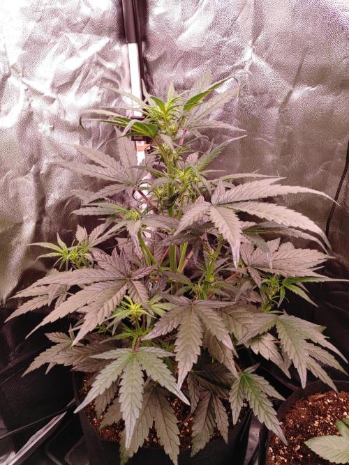 Quick One | Indoor | Grow #4. Week 5 - Plant #1