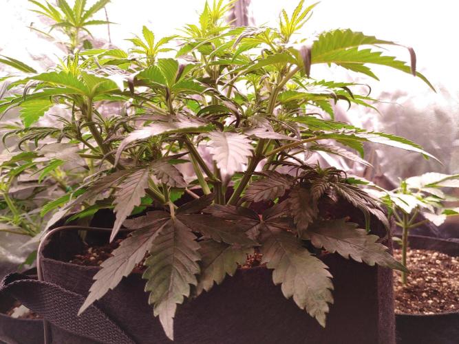 Quick One | Indoor | Grow #4. Week 5 - Plant #2
