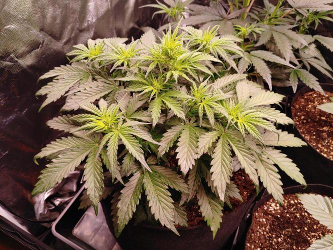 Quick One | Indoor | Grow #4. Week 5 - Plant #2