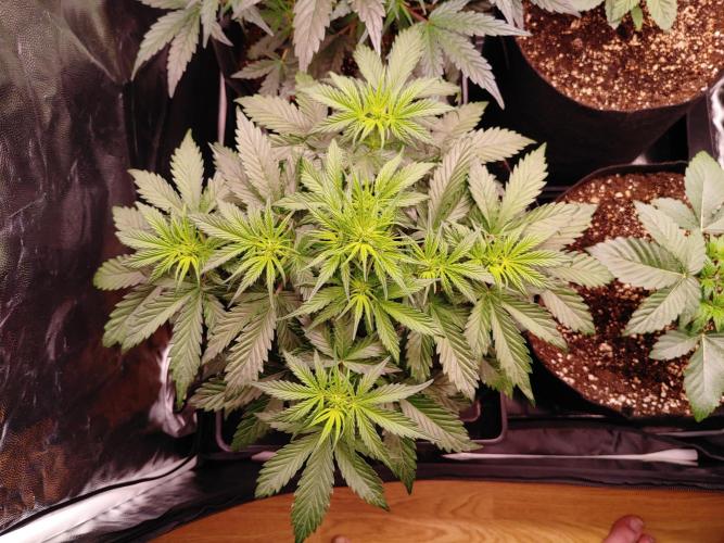 Quick One | Indoor | Grow #4. Week 5 - Plant #2