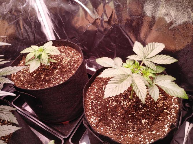 Special Queen #1 | Indoor | Grow #4. Week 3