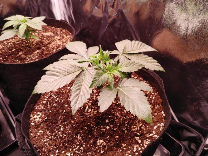 Special Queen #1 | Indoor | Grow #4. Week 3 - Plant #1