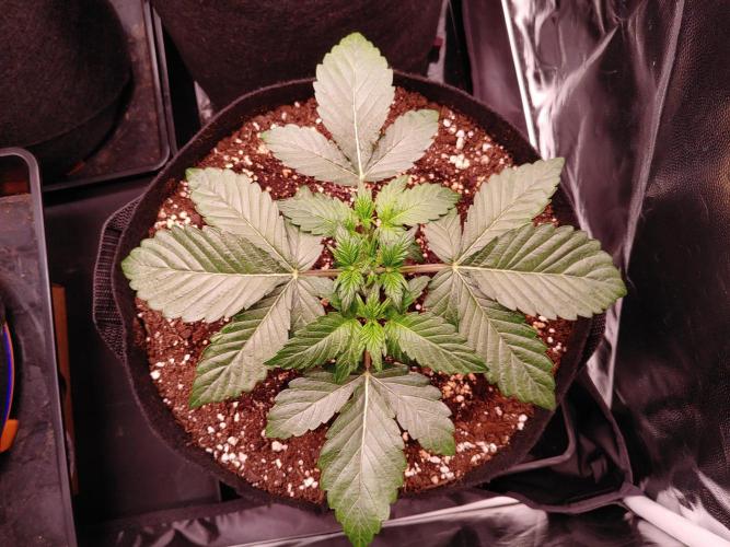 Special Queen #1 | Indoor | Grow #4. Week 3 - Plant #1
