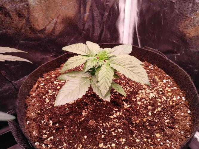 Special Queen #1 | Indoor | Grow #4. Week 3 - Plant #2