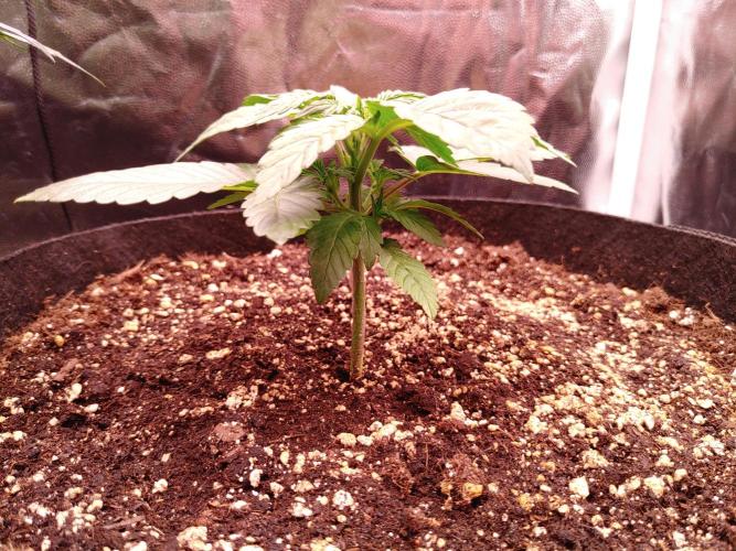 Special Queen #1 | Indoor | Grow #4. Week 3 - Plant #2