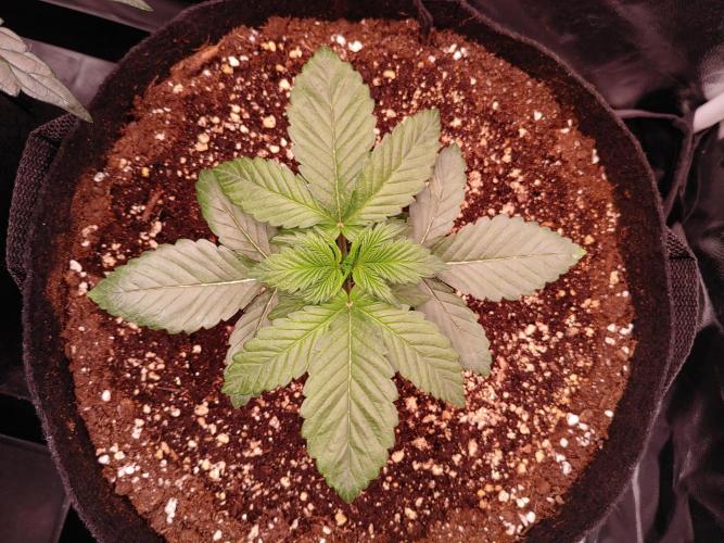 Special Queen #1 | Indoor | Grow #4. Week 3 - Plant #2