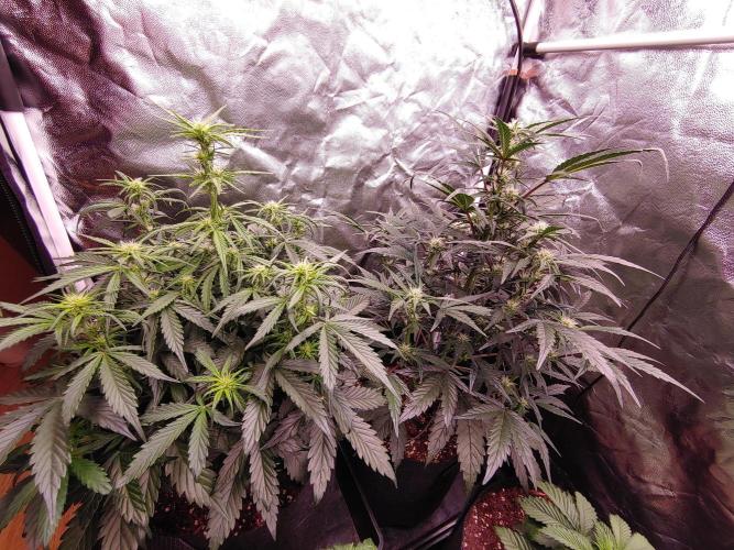 Quick One | Indoor | Grow #4. Week 6