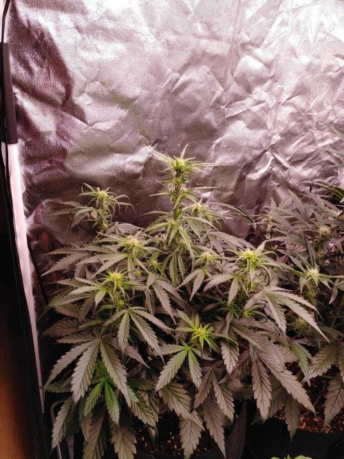 Quick One | Indoor | Grow #4. Week 6 - Plant #2