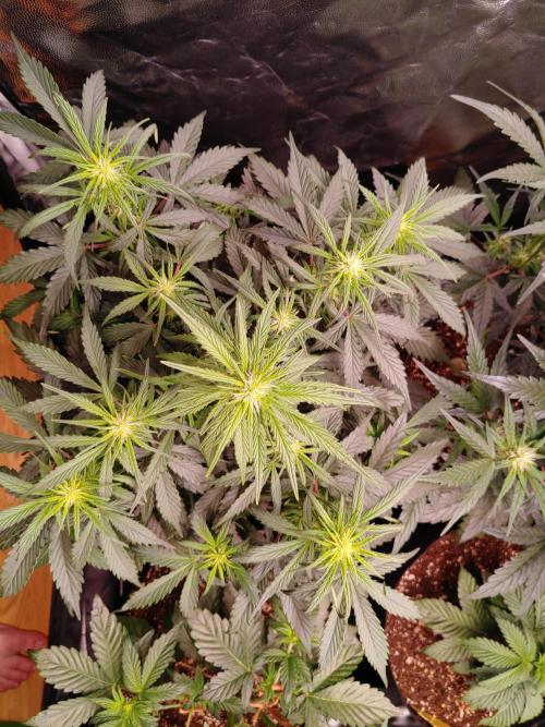 Quick One | Indoor | Grow #4. Week 6 - Plant #2