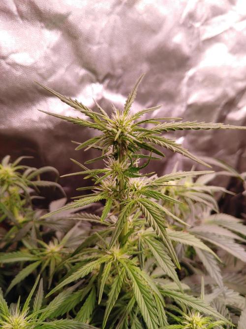 Quick One | Indoor | Grow #4. Week 6 - Plant #2