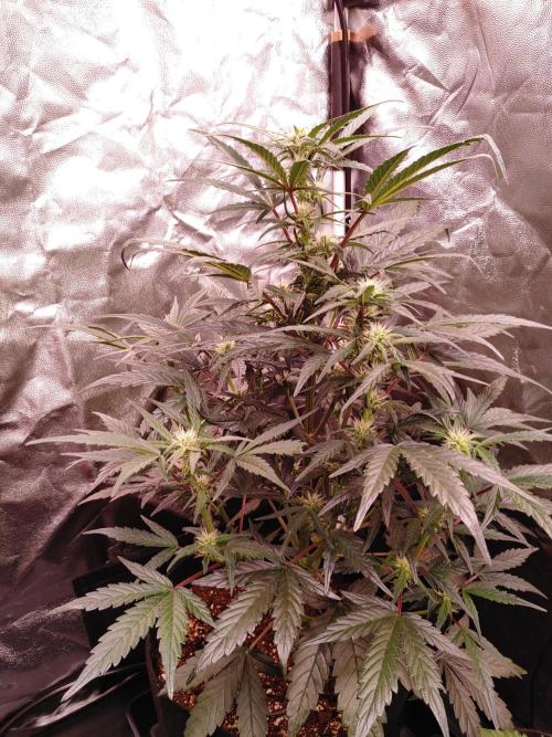Quick One | Indoor | Grow #4. Week 6 - Plant #1