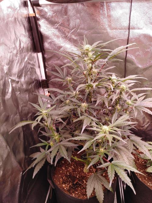 Quick One | Indoor | Grow #4. Week 6 - Plant #1