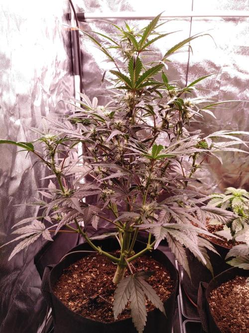 Quick One | Indoor | Grow #4. Week 6 - Plant #1