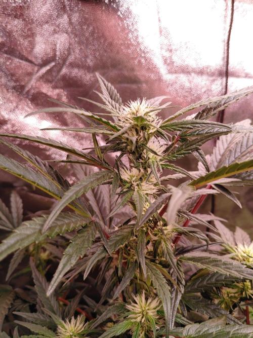 Quick One | Indoor | Grow #4. Week 6 - Plant #1