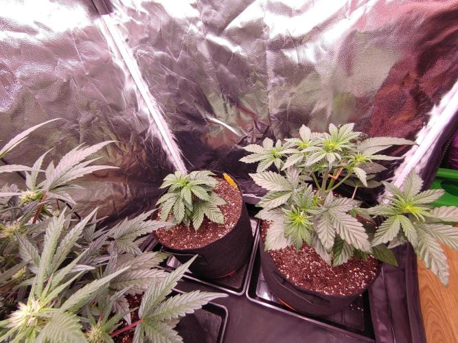 Special Queen #1 | Indoor | Grow #4. Week 4