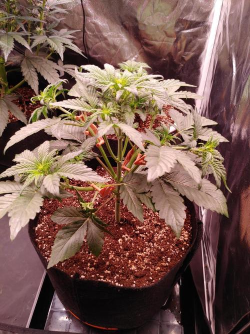 Special Queen #1 | Indoor | Grow #4. Week 4 - Plant #1