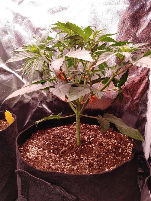 Special Queen #1 | Indoor | Grow #4. Week 4 - Plant #1