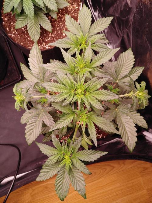 Special Queen #1 | Indoor | Grow #4. Week 4 - Plant #1