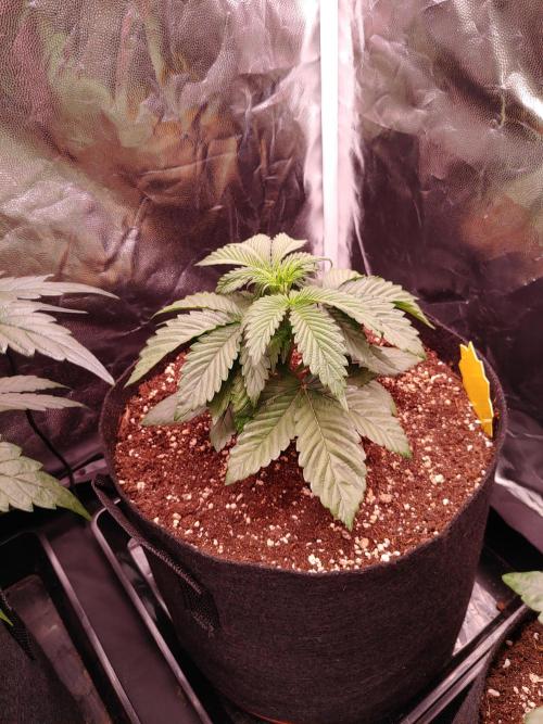 Special Queen #1 | Indoor | Grow #4. Week 4 - Plant #2