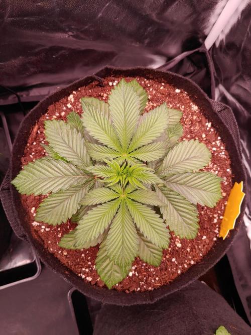 Special Queen #1 | Indoor | Grow #4. Week 4 - Plant #2