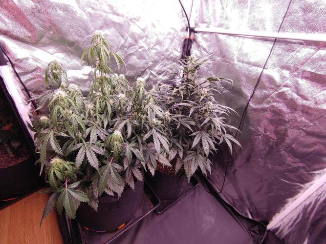 Quick One | Indoor | Grow #4. Week 7