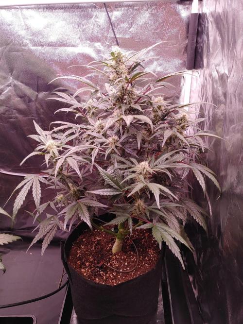Quick One | Indoor | Grow #4. Week 7 - Plant #1